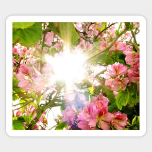 Close up cherry blossom or pink sakura flower with sunbeam Sticker